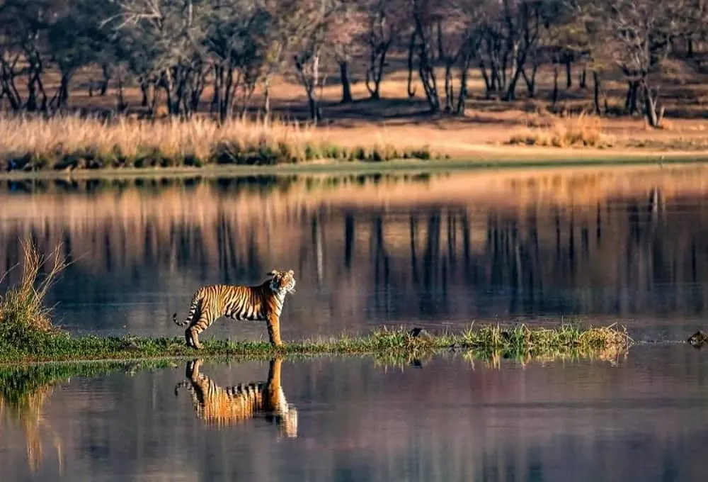 Driving directions to Nature Safari Rajgir.